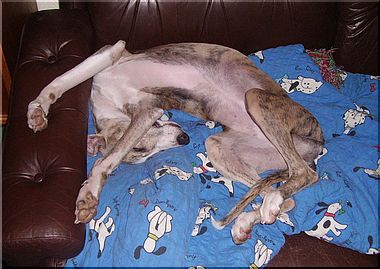 Bild sovande hund