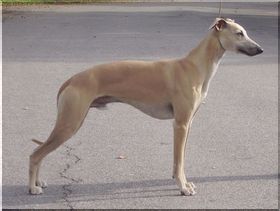 Bild p� Per-Mobile Xet