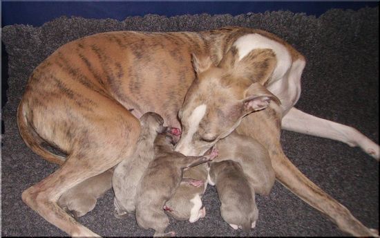 Bild p� Bianca och valparna