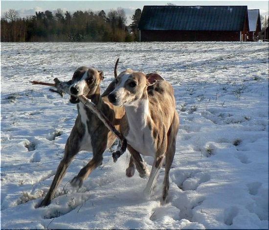 Bild på Memphis och Bianca