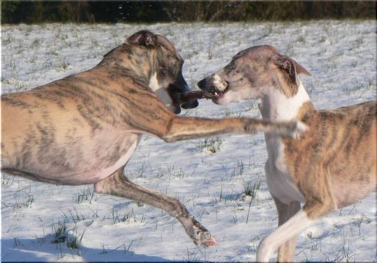 Bild på Memphis och Bianca